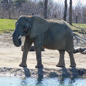 Zahara 16-year-old Female African Elephant (Loxodonta africana) March 2022