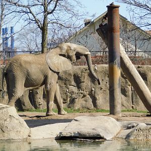 Kedar 17-year-old Male African Elephant (Loxodonta africana) March 2022