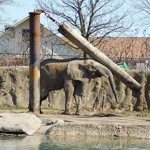 Kedar 17-year-old Male African Elephant (Loxodonta africana) March 2022