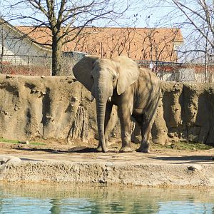 Kedar 17-year-old Male African Elephant (Loxodonta africana) March 2022