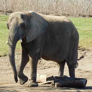 Kubwa 46-year-old Female African Elephant (Loxodonta africana) March 2022