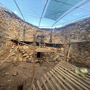 Yellow Baboon Enclosure (Papio cynocephalus)