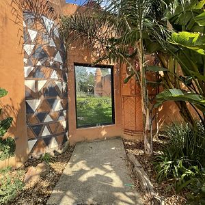 Chimpanzee Viewing Window (Pan troglodytes)