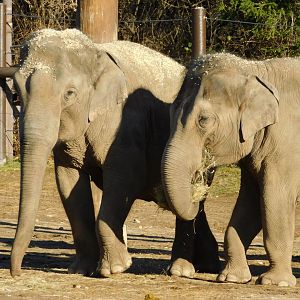 Rudy and Sunny female Asian Elephants (Elephas maximus) December 2021