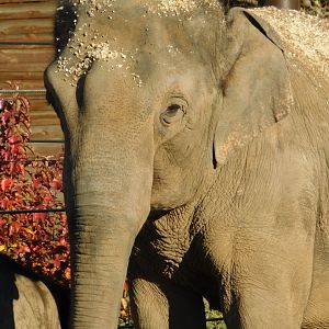 Rudy 20-year-old female Asian Elephant (Elephas maximus) December 2021