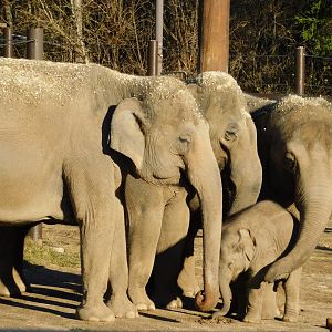 Asian Elephant Herd (Elephas maximus) December 2021