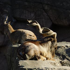 Male and Female Markhor (Capra falconeri) December 2021