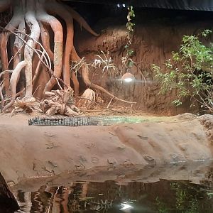 Gharial Exhibit