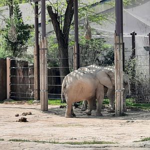 Elephant in Savnnah Yard