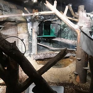 Binturong Exhibit