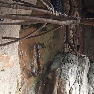 Small Clawed Otter Pool