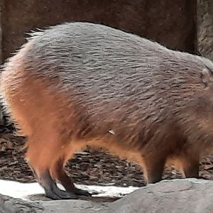 Capybara