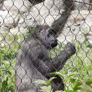 Lowland Gorilla