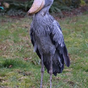 Shoebill (Balaeniceps rex)