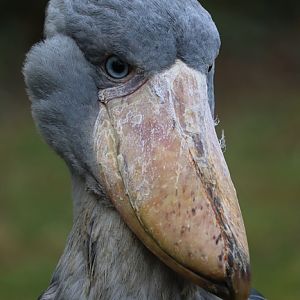 Shoebill (Balaeniceps rex)