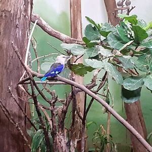 Blue-bellied Roller