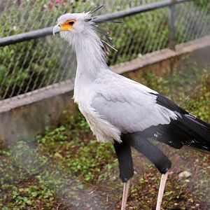 Secretarybird
