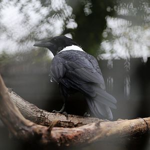 White-necked Raven (Corvus albicollis)