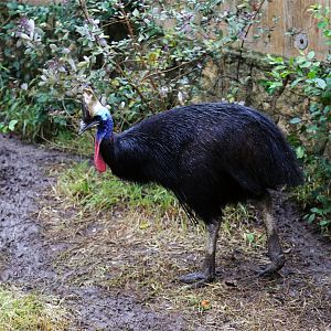 Southern Cassowary