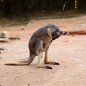 Red Kangaroo