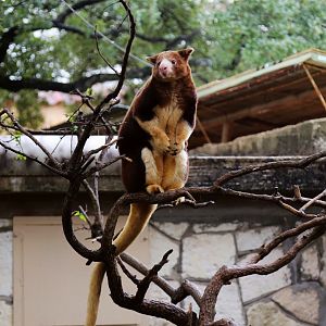 Matschie's Tree-Kangaroo (Dendrolagus matschiei)