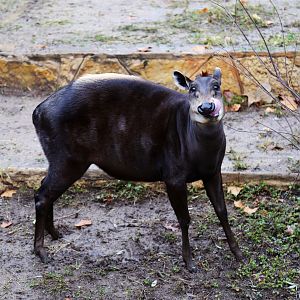 A Very Happy Duiker