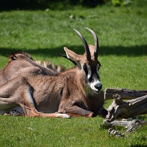 Roan Antelope