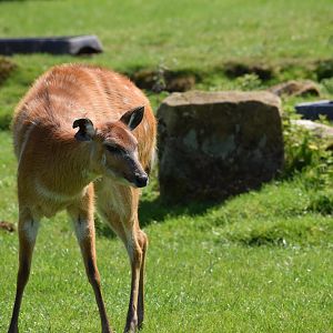 Sitatunga