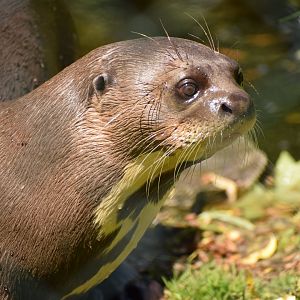 Giant Otter