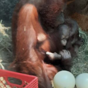 Orangutan and Baby