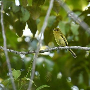 Yellow tyrannulet (Capsiempis flaveola)