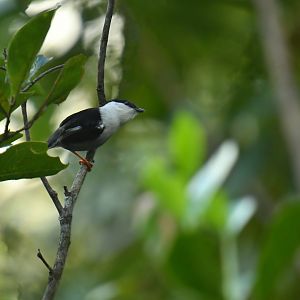 White-bearded Manakin (Manacus manacus)