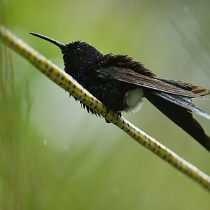 Swallow-tailed Hummingbird (Eupetomena macroura)
