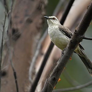 Tropical Mockingbird (Mimus gilvus)