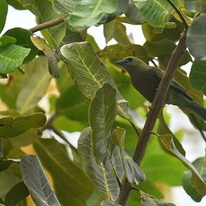 Palm tanager (Thraupis palmarum)