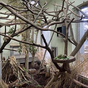 May 16th 2022 - interior exhibit for Linne's Two-toed Sloth at Bristol Zoo