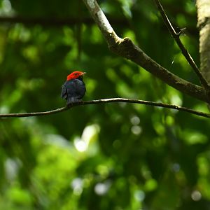 Red-headed Manakin (Ceratopipra rubrocapilla)