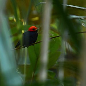 Red-headed Manakin (Ceratopipra rubrocapilla)