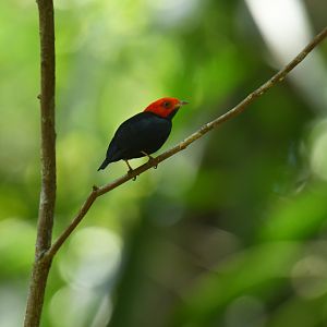 Red-headed Manakin (Ceratopipra rubrocapilla)