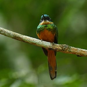 Rufous-tailed Jacamar (Galbula ruficauda)