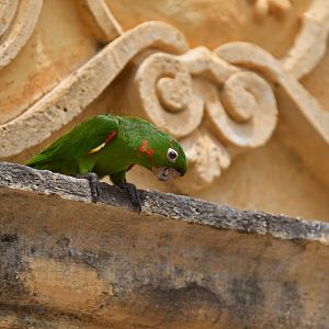 White-eyed Parakeet (Psittacara leucophthalmus)