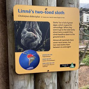 May 16th 2022 - informational signage for Linne's Two-toed Sloth at Bristol Zoo