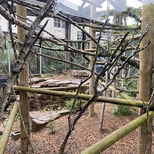 May 16th 2022 - exterior exhibit for Linne's Two-toed Sloth at Bristol Zoo