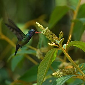 White-chinned Sapphire (Chlorestes cyanus)