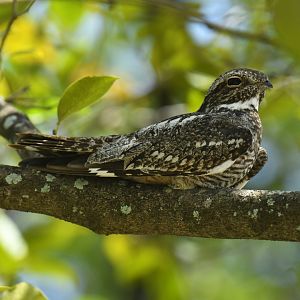 Lesser Nighthawk (Chordeiles acutipennis)