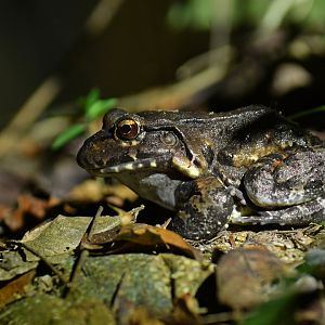 Leptodactylus sp.