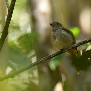 Pale-bellied Tyrant-Manakin (Neopelma pallescens)