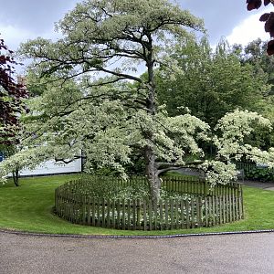 May 16th 2022 - mature tree within entrance plaza at Bristol Zoo