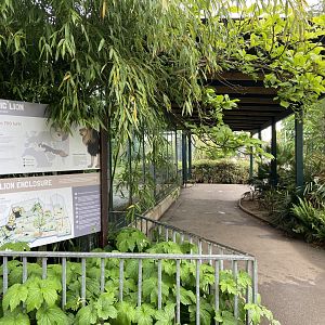 May 16th 2022 - viewing area for Asiatic Lion exhibit at Bristol Zoo