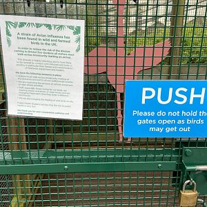 May 16th 2022 - avian influenza notice on Greater Flamingo aviary at Bristol Zoo